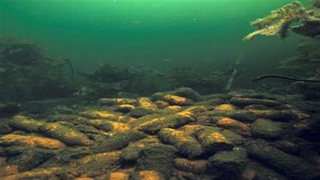 Piles of WWII 4.7in naval shells dumped on the ocean floor off Nova Scotia.