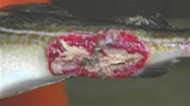 Close-up of a cancerous cod fish caught near a known area of a munitions dump