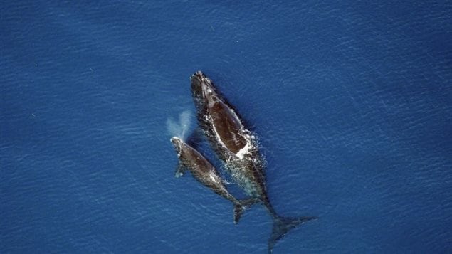 Right whale and calf. US scientists again write an open letter to US President Obama against ocean seismic tests.