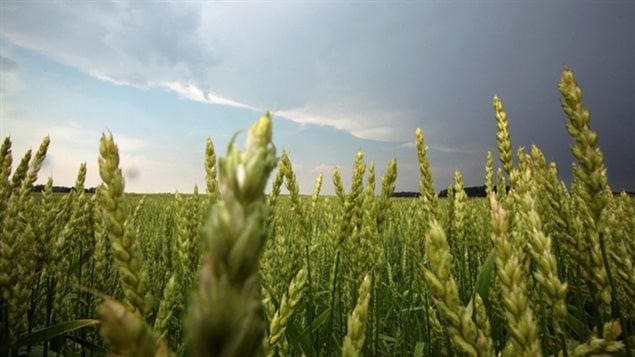 Fields of praire wheat stretching off into the distance are a common site on the Canadian prairies, but in decades to come, that might change dramatically with greatly increased days of heat and drought