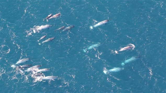 A photo released by the U.S. National Oceanic and Atmospheric Administration (NOAA) shows a pod of narwhals from northern Canada on Aug. 19, 2005. 