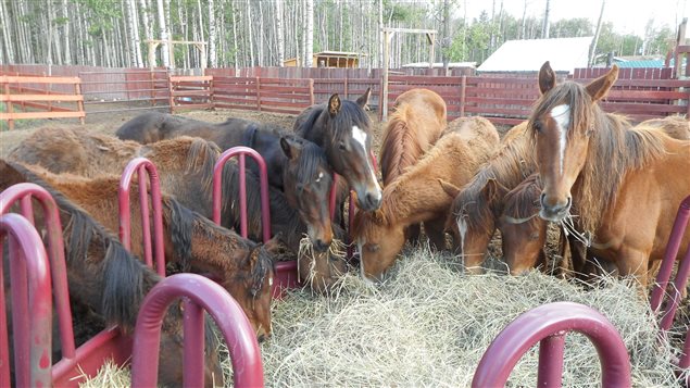 Bear Valley Rescue in the western province of Alberta has received an influx of horses and can take no more. 