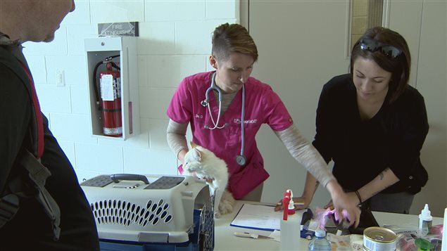 vétérinaires soignant un chat beige