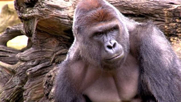 gorilla aggressive mean jerry character harambe stones never he grew said animal killing rci