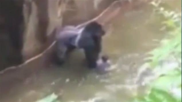 Onlookers were horrified to see a child in a Cincinnati zoo enclosure with a 200-kg gorilla on May 28, 2016.