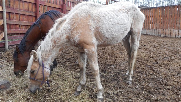 The price of hay has gone up dramatically, causing problems for horse owners.