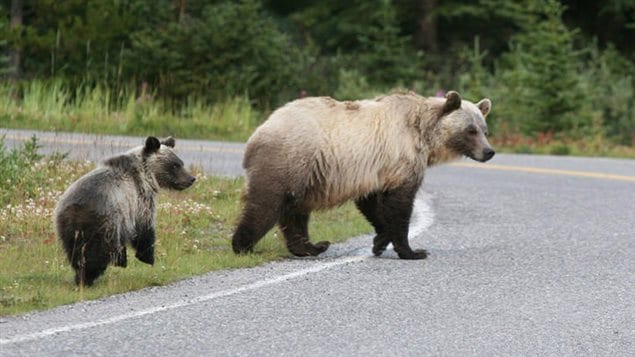 une maman grizzly et son petit se promènent sur une route