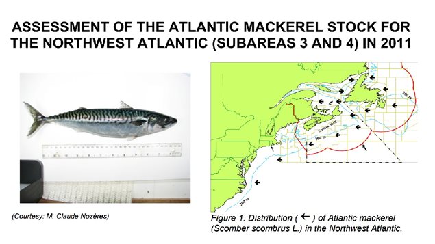 Mackeral shown against a 12-in/ 30-cm ruler and map showing zones 3 and 4 off the east coast of Canada
