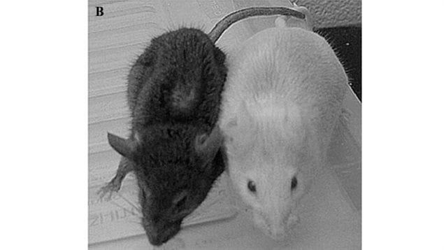 TGM mice at 12 months, Supplement fed mouse on right shows vibrant health and alertness: non-supplement mouse left shows hunching and wasting of fur coat.