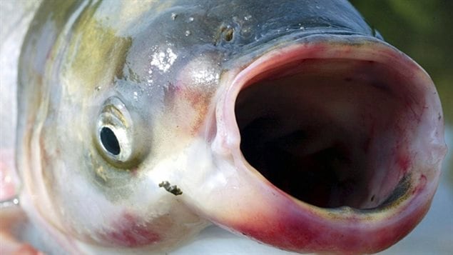 Forty-five grass carp have been recorded as caught in the Great Lakes basin between 2007 and 2012. Some were found in Lake Erie, others in tributaries of the lakes. Now, Canada has its own Asian Carp research facility created in an attempt to keep the ravenous invasive species out of our waters