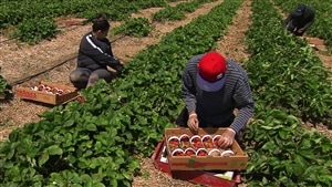 Des travailleurs étrangers dans un champ de fraises du Québec.