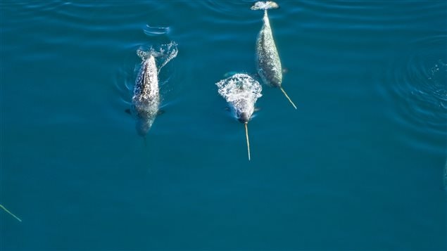 Lancaster Sound is home to 75 per cent of the world’s narwhal whales and the Canadian Arctic’s richest concentration of marine mammals.