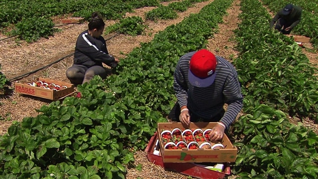 Des travailleurs étrangers dans un champ de fraises du Québec. Des travailleurs étrangers dans un champ de fraises du Québec.