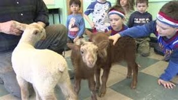 While kids may love farm animals, activists say too many Canadians are taking sexual advantage of some of those animals. We see several kindergarten-aged kids petting three brown and white lambs.