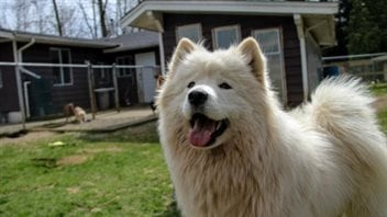 Animal activists say sexual abuse of animals cuts across all species. We see a white Husky-type dog on a farm. It appears to be summer and he is panting.