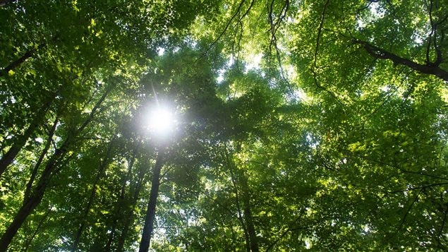 A new study recently published in Nature Communications by scientists at Environment and Climate Change Canada discovered a missing link in lower-atmosphere ozone formation: our forests.