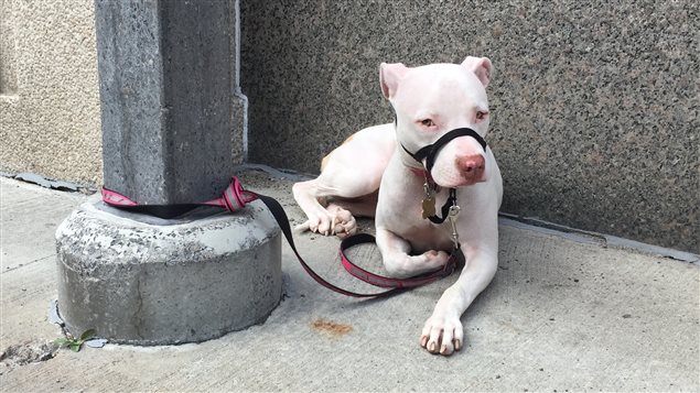 Pitbull con collar de cabeza.