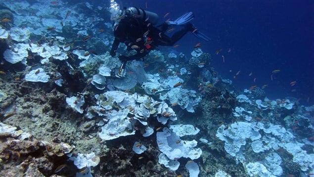 NOAA’s photo taken in May 2016 shows bleached and dead coral around Jarvis Island southwest of Hawaii. Coral bleaching has occurred in reefs around the world, notably in Australia’s Great Barrier Reef.