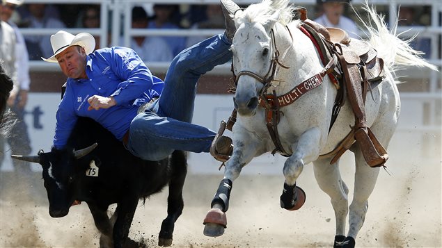  Billy Bugenig of Ferndale, California wrestles a steer in the steer wrestling event during the 101st Calgary Stampede rodeo in Calgary, Alberta, July 12, 2013.