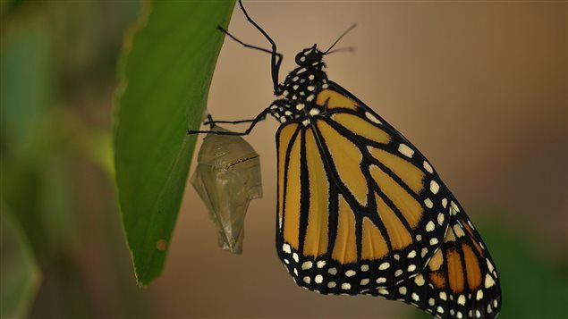 Mariposas Monarca
