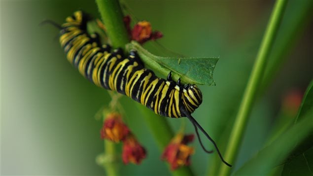 Oruga de la monarca