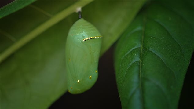 Crisálida o Pupa de la mariposa monarca