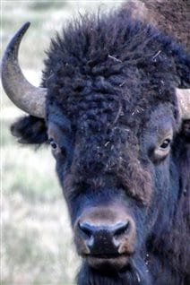 In the depths of winter when it gets so cold it’s hard to breath, Canadians could envy the bison its special lacy sinuses. But who knew?