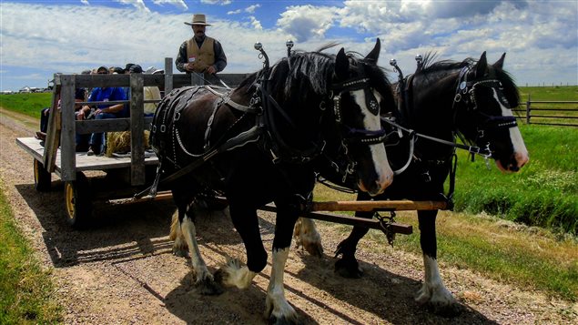 Neighbours brought draught horses and wagons to add to the celebrations.