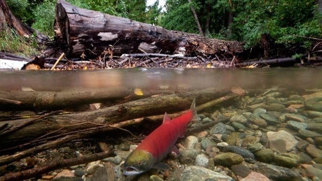 Sockeye salmon spawning in the Adams River. Pacific salmon numbers are expected to continue a decline due to high temperatures in the Pacific Ocean.