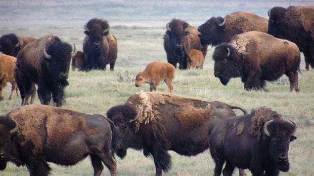 About 120 genetically-pure bison now roam through the conservation area. Millions were hunted to near extinction.