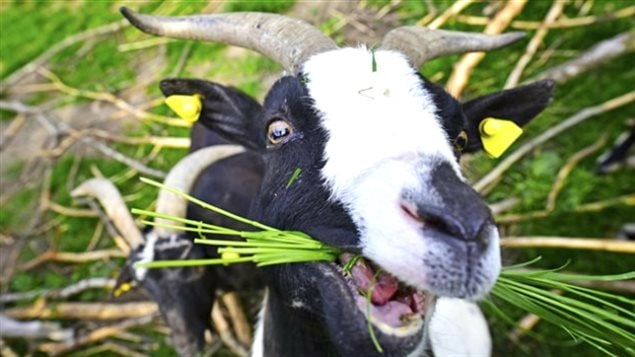 The weeds in Calgary parks don’t stand a chance against nature’s lawnmowers. The city is studying the feasability of goats to manage natiural parkland as a cheaper alternative and enviromental improvement over machinery and toxic herbicides.