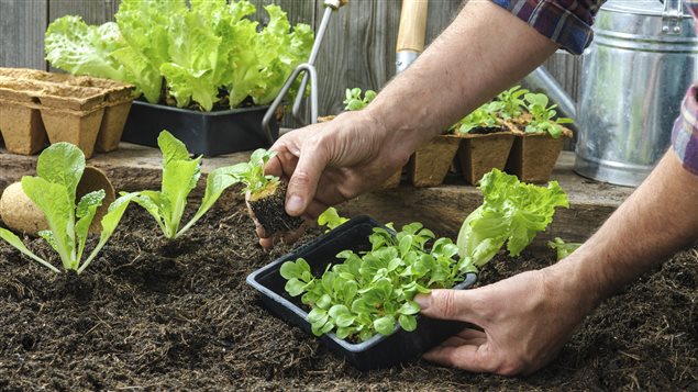 Sharings Backyards connects homeowners and landless city gardeners.