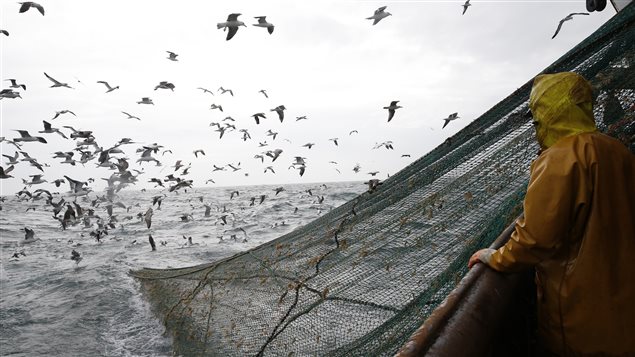  In 2015, Canada’s Atlantic, Arctic and Pacific fisheries were worth about $6 billion and directly employed 46,000 people, while also providing 32,000 indirect jobs. 