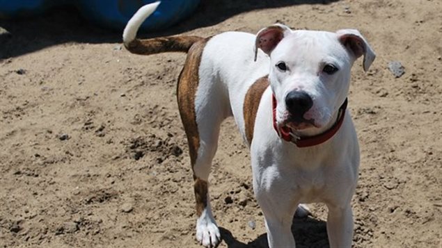 Une pitbull femelle au centre d'adoption de Trois-Rivières de la SPA Mauricie Une pitbull femelle au centre d'adoption de Trois-Rivières de la SPA Mauricie