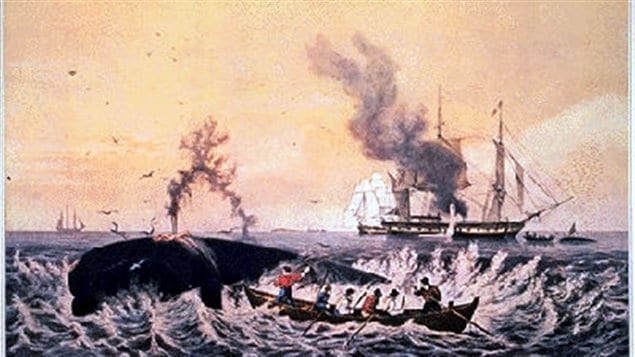 In the 16 and 17th century, whalers would row after whales while the man in front would harpoon the creature, eventually the dead animal would be cut up alongside the mother ship and the blubber would be melted into oil.