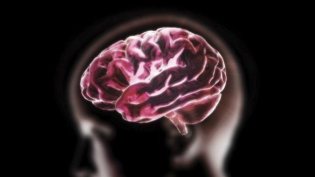 Représentation d’un cerveau humain