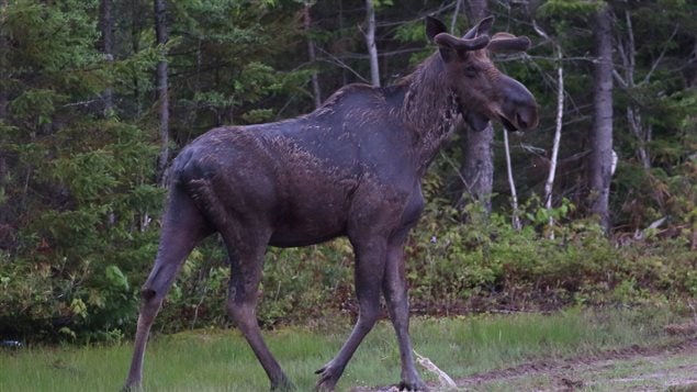 Moose and other wildlife will be protected in the Foxner Nature Reserve.