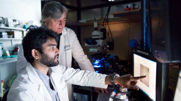 Supervising researcher Michael Poulter PhD, and lead author PhD candidate Chakravarthi Narla have discovered that a neurotrasmitting hormone reacts differently in an epileptic brain, than in a non-epileptic brain. The discover has major implications in treatment of epilepsy and other diseases.