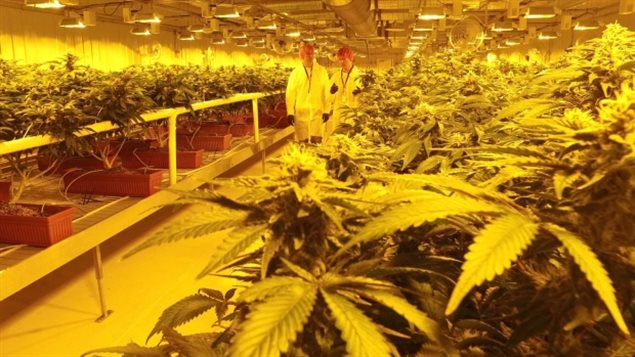 在室内种植场温暖的黄色光线下大麻在茁壮成长