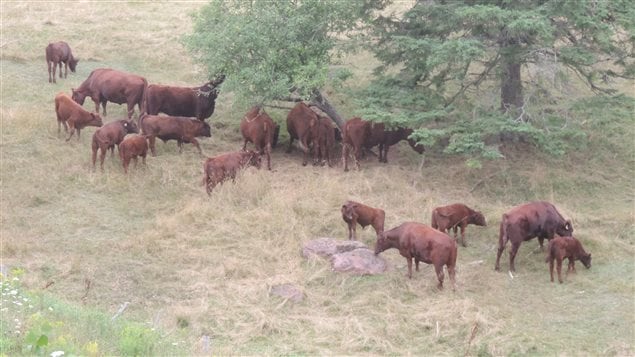 Most people wouldn’t recognize these cattle as special, but they’re very rare in North America. They are a protected heritage breed caled *Lincoln Red*