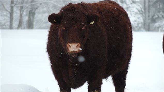 One on the farm’s Lincoln Red bulls in its deep copper red thick winter coat. Sandy says they don’t mind the cold at all, but surpringly perhaps for a cow from Britain, they don’t like the rain or wet snow.