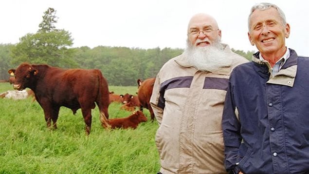 Robert Latimer, left, came all the way from Tennessee to buy some Lincoln red cattle from Sandy MacDougald of Heatherdale. MacDougald’s uncle, Gordon MacRae, brought the cattle over from England 50 years ago. MacDougald is the only Islander with this breed of cattle.