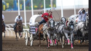 A major attraction among so many others at the exciting Calgary Stampede are the ’chuck wagon’ races. Teams of horses, wagons, and outriders compete in a thrilling race which does have risks for both man and animal.