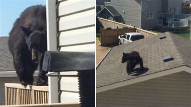 Un oso negro en el techo de una vivienda en Canadá.