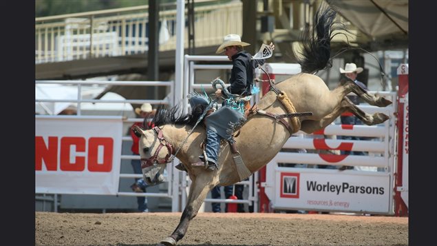 Traditional rodeo events like bucking broncs, and bull riding are always big attractions and the Stampede provides the biggest prizes of any rodeo in the world, thereby attracting the world’s best.