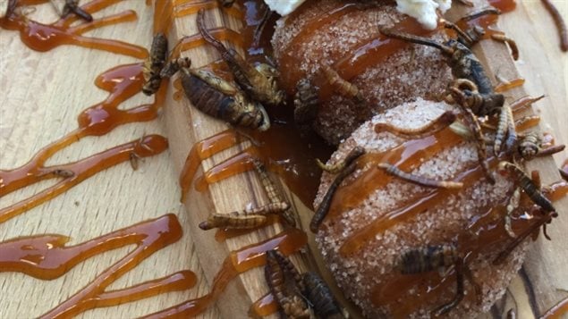 For the slightly more adventurous. Sticky toffee bug balls* are deep-fried dough balls tossed in cinnamon and sugar, glazed in toffee sauce and topped with chopped medjool dates, garnished with whipped cream and sprinkled with meal worms and crickets. 