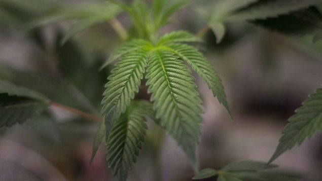 药剂师协会正争取联邦政府让药店销售药用大麻