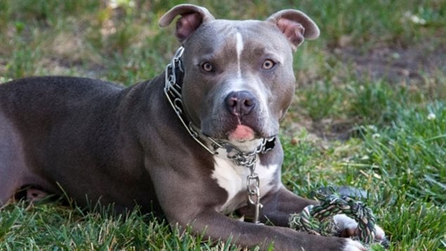 Pit bulls, and related breeds are very strong stocky dogs. Pit bull advocates have countered a growing call for a ban on the breed by arguing owners should be punished instead