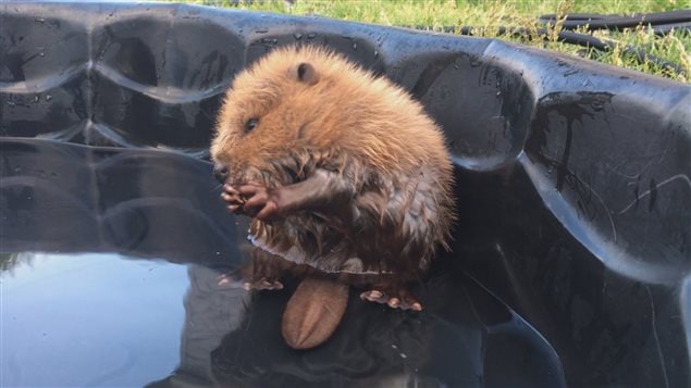 Un jeune castor est retrouvé sur un terrain de golf à Calgary.