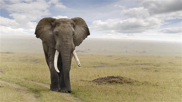 Un éléphant d’Afrique
